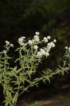 Whorled mountainmint